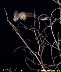 Great Horned Owl